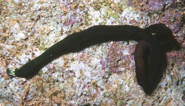 Notospermus tricuspidatus